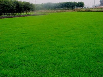 马尼拉草坪-马尼拉草坪产品信息-沭阳县好景园林绿化苗木场